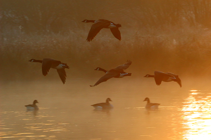 Canadian Geese Flying